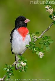 Image result for Pheucticus ludovicianus