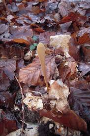 Attēlu rezultāti vaicājumam “Macrotyphula fistulosa var. contorta”