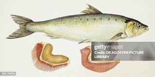 Image result for Alosa alosa