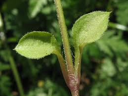 Attēlu rezultāti vaicājumam “Moehringia trinervia leaf”
