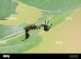 Attēlu rezultāti vaicājumam “Stauropus fagi larva”