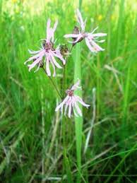 Attēlu rezultāti vaicājumam “Lychnis flos-cuculi fruit”