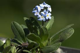 Attēlu rezultāti vaicājumam “Myosotis”