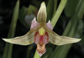 Attēlu rezultāti vaicājumam “Epipactis”