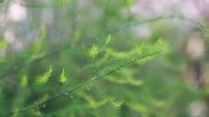 Attēlu rezultāti vaicājumam “Asparagus officinalis leaf”