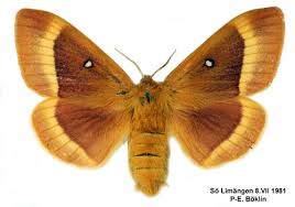 Attēlu rezultāti vaicājumam “Lasiocampa quercus imago”