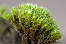 Attēlu rezultāti vaicājumam “Racomitrium heterostichum”