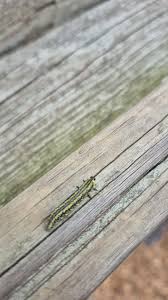 Attēlu rezultāti vaicājumam “Diprion pini female”