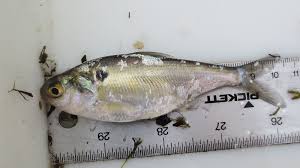 Image result for Dorosoma cepedianum