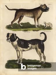 Attēlu rezultāti vaicājumam “Canis lupus familiaris”