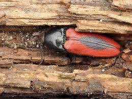 Attēlu rezultāti vaicājumam “Ampedus sanguinolentus”