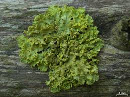 Attēlu rezultāti vaicājumam “Vulpicida pinastri”