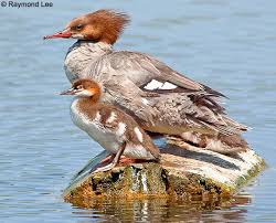 Attēlu rezultāti vaicājumam “Mergus merganser female”