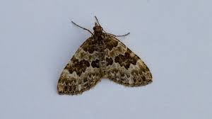 Attēlu rezultāti vaicājumam “Electrophaes corylata”