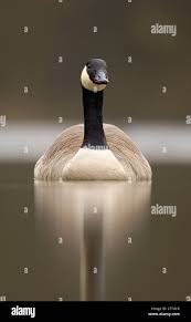 Attēlu rezultāti vaicājumam “Branta canadensis adult”