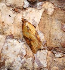 Attēlu rezultāti vaicājumam “Acleris aspersana”