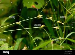 Attēlu rezultāti vaicājumam “Carex remota fruit”
