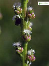Attēlu rezultāti vaicājumam “Triglochin maritimum flower”