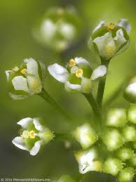 Attēlu rezultāti vaicājumam “Lepidium densiflorum flower”