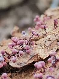 Attēlu rezultāti vaicājumam “Cribraria purpurea”