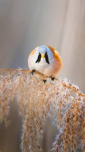 Image result for Kingfisher Twirling Team