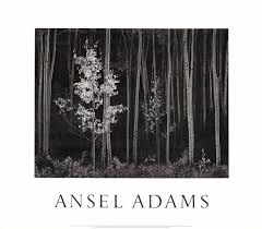 Image result for Ansel Adams Aspens New Mexico