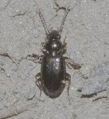 Attēlu rezultāti vaicājumam “Bembidion sp.”