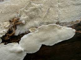 Attēlu rezultāti vaicājumam “Antrodia crassa”