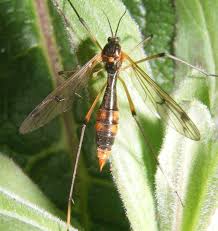 Attēlu rezultāti vaicājumam “Ptychoptera sp. female”
