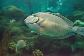 Image result for Acanthurus chirurgus