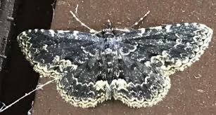 Attēlu rezultāti vaicājumam “Parascotia fuliginaria”