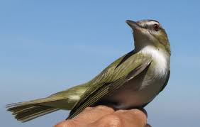 Image result for Vermivora peregrina