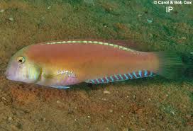 Image result for Xyrichtys novacula