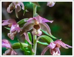 Attēlu rezultāti vaicājumam “Epipactis helleborine flower”