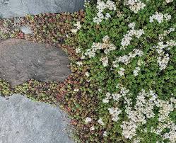 Image result for Sedum album `Coral Carpet`