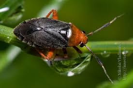 Attēlu rezultāti vaicājumam “Capsus ater”