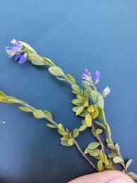 Attēlu rezultāti vaicājumam “Polygala vulgaris leaf”