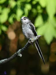 Attēlu rezultāti vaicājumam “Aegithalos caudatus adult”