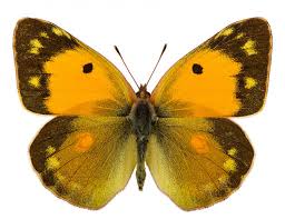 Attēlu rezultāti vaicājumam “Colias croceus”