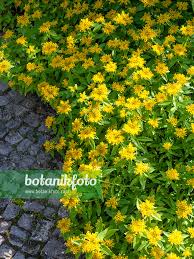 Attēlu rezultāti vaicājumam “Sedum aizoon flower”