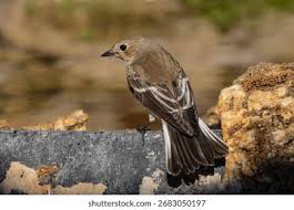 Attēlu rezultāti vaicājumam “Ficedula hypoleuca”