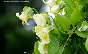 Image result for Glockenrebe