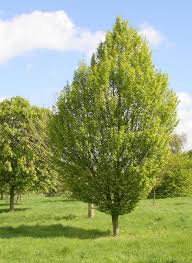 Attēlu rezultāti vaicājumam “Carpinus”