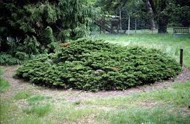 Attēlu rezultāti vaicājumam “Juniperus sabina”