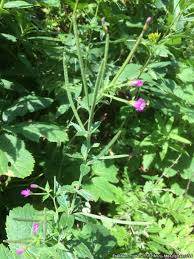 Attēlu rezultāti vaicājumam “Epilobium montanum”