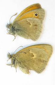 Attēlu rezultāti vaicājumam “Coenonympha pamphilus”