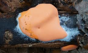 Attēlu rezultāti vaicājumam “Dictydiaethalium plumbeum spores”