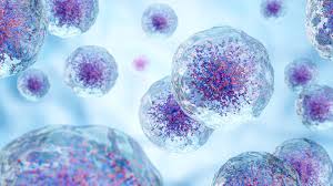 Attēlu rezultāti vaicājumam “Bryum funkii cells”