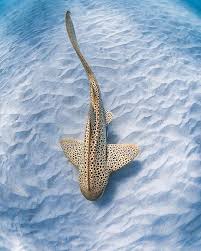 Image result for Stegostoma tigrinum