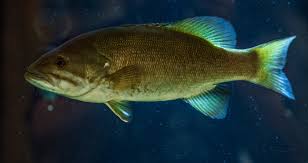 Image result for Micropterus dolomieu
